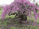 Cercis Canadensis